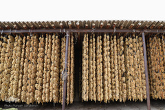 برداشت انگور از تاکستان های ملکان