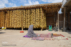 برداشت انگور از تاکستان های ملکان