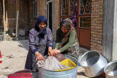 برداشت انگور از تاکستان های ملکان