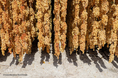 برداشت انگور از تاکستان های ملکان