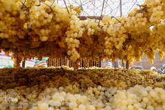 برداشت انگور از تاکستان های ملکان