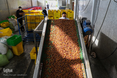 برداشت انگور از تاکستان های ملکان