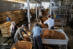 برداشت انگور از تاکستان های ملکان