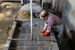 برداشت انگور از تاکستان های ملکان