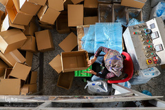 برداشت انگور از تاکستان های ملکان