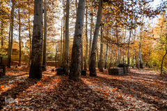 پاییز در سکوت/ مشهد مقدس