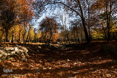 پاییز در سکوت/ مشهد مقدس