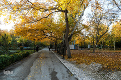 پاییز در سکوت/ مشهد مقدس