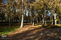 پاییز در سکوت/ مشهد مقدس