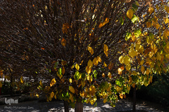 پاییز در سکوت/ مشهد مقدس