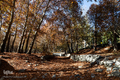 پاییز در سکوت/ مشهد مقدس