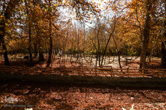 پاییز در سکوت/ مشهد مقدس