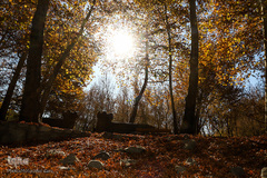 پاییز در سکوت/ مشهد مقدس