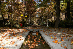 پاییز در سکوت/ مشهد مقدس