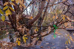 پاییز تبریز در فصل کرونا