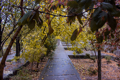 پاییز تبریز در فصل کرونا