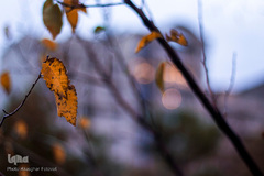 پاییز تبریز در فصل کرونا