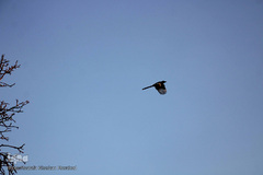 طبیعت پاییزی مناطق روستایی اهر