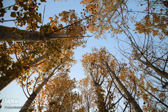 طبیعت پاییزی مناطق روستایی اهر