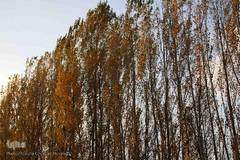 طبیعت پاییزی مناطق روستایی اهر