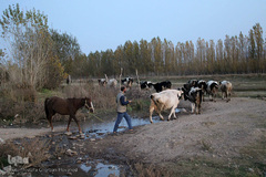 طبیعت پاییزی مناطق روستایی اهر