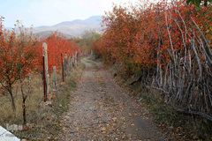 طبیعت پاییزی مناطق روستایی اهر