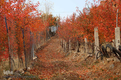 طبیعت پاییزی مناطق روستایی اهر