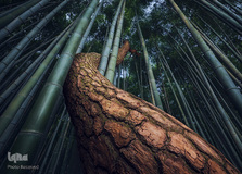 مسابقه بین المللی عکاسان منظره «لنداسکیپ»
عکاس، ناته کرز از کره جنوبی.