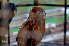 افتتاح باغ پرندگان قم در دره آباد ۱۲هکتاری