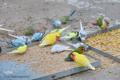 افتتاح باغ پرندگان قم در دره آباد ۱۲هکتاری