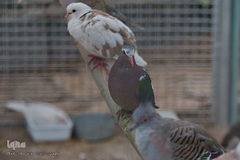 افتتاح باغ پرندگان قم در دره آباد ۱۲هکتاری