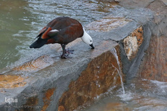 افتتاح باغ پرندگان قم در دره آباد ۱۲هکتاری