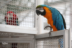 افتتاح باغ پرندگان قم در دره آباد ۱۲هکتاری