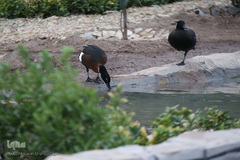 افتتاح باغ پرندگان قم در دره آباد ۱۲هکتاری