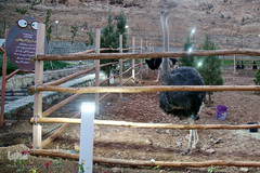 افتتاح باغ پرندگان قم در دره آباد ۱۲هکتاری