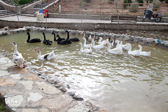 افتتاح باغ پرندگان قم در دره آباد ۱۲هکتاری