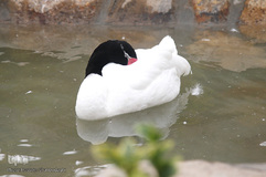 افتتاح باغ پرندگان قم در دره آباد ۱۲هکتاری