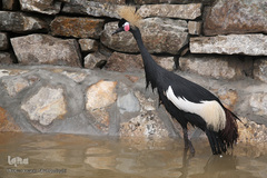 افتتاح باغ پرندگان قم در دره آباد ۱۲هکتاری