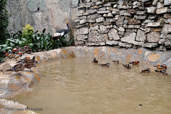 افتتاح باغ پرندگان قم در دره آباد ۱۲هکتاری