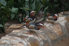 افتتاح باغ پرندگان قم در دره آباد ۱۲هکتاری