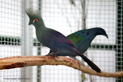 افتتاح باغ پرندگان قم در دره آباد ۱۲هکتاری