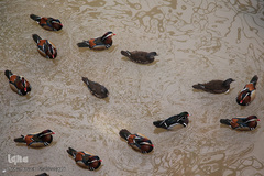 افتتاح باغ پرندگان قم در دره آباد ۱۲هکتاری