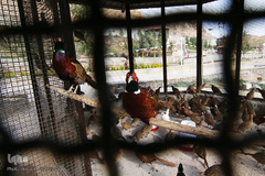 افتتاح باغ پرندگان قم در دره آباد ۱۲هکتاری