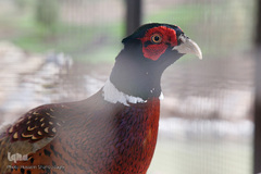 افتتاح باغ پرندگان قم در دره آباد ۱۲هکتاری