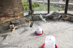 افتتاح باغ پرندگان قم در دره آباد ۱۲هکتاری