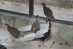 افتتاح باغ پرندگان قم در دره آباد ۱۲هکتاری