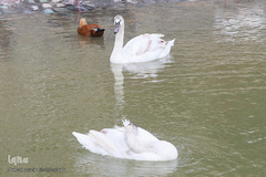 افتتاح باغ پرندگان قم در دره آباد ۱۲هکتاری