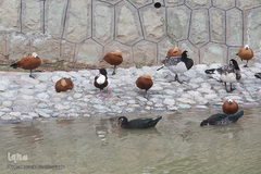 افتتاح باغ پرندگان قم در دره آباد ۱۲هکتاری