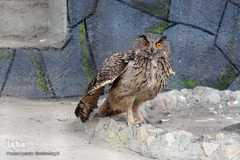 افتتاح باغ پرندگان قم در دره آباد ۱۲هکتاری