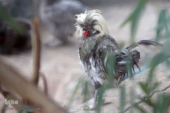 افتتاح باغ پرندگان قم در دره آباد ۱۲هکتاری